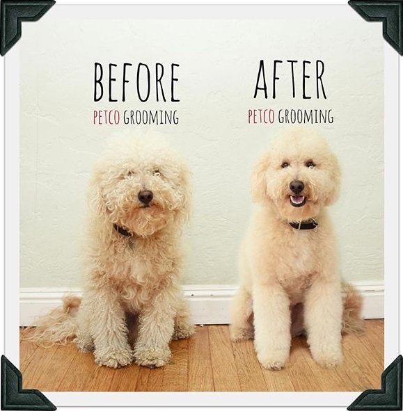 Petco Grooming Discount Code